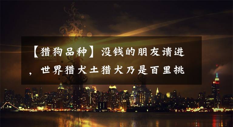 【猎狗品种】没钱的朋友请进,世界猎犬土猎犬乃是百里挑一,应该如何挑选?