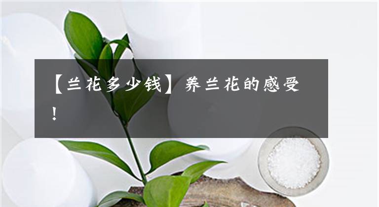 【兰花多少钱】养兰花的感受！