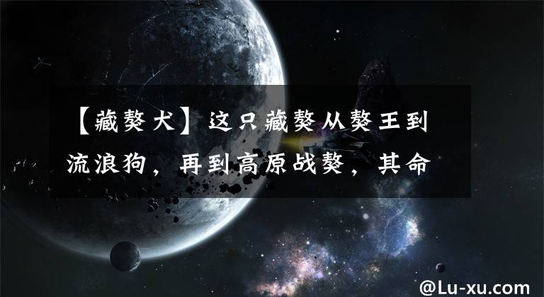 【藏獒犬】这只藏獒从獒王到流浪狗，再到高原战獒，其命运变化发人深省