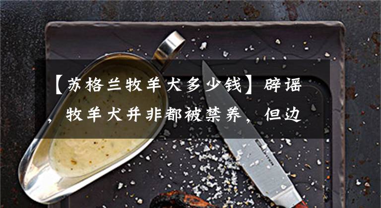 【苏格兰牧羊犬多少钱】辟谣,牧羊犬并非都被禁养,但边牧饲养数量减少,离不开三点原因