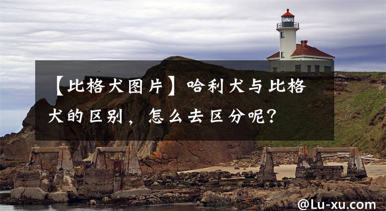 【比格犬图片】哈利犬与比格犬的区别,怎么去区分呢?