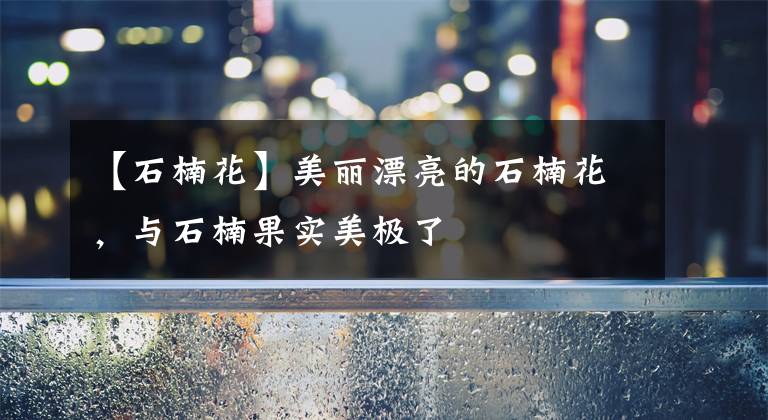 【石楠花】美丽漂亮的石楠花,与石楠果实美极了