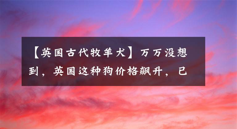 【英国古代牧羊犬】万万没想到，英国这种狗价格飙升，已经达到2.7万英镑