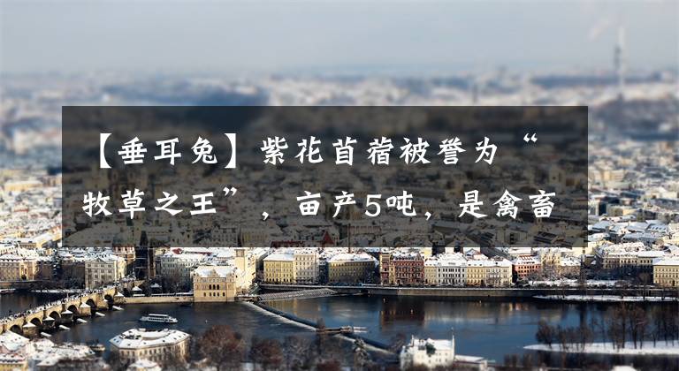 【垂耳兔】紫花苜蓿被誉为“牧草之王”,亩产5吨,是禽畜的优质青饲料