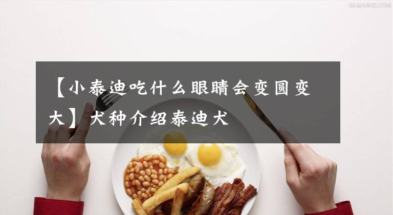 【小泰迪吃什么眼睛会变圆变大】犬种介绍泰迪犬