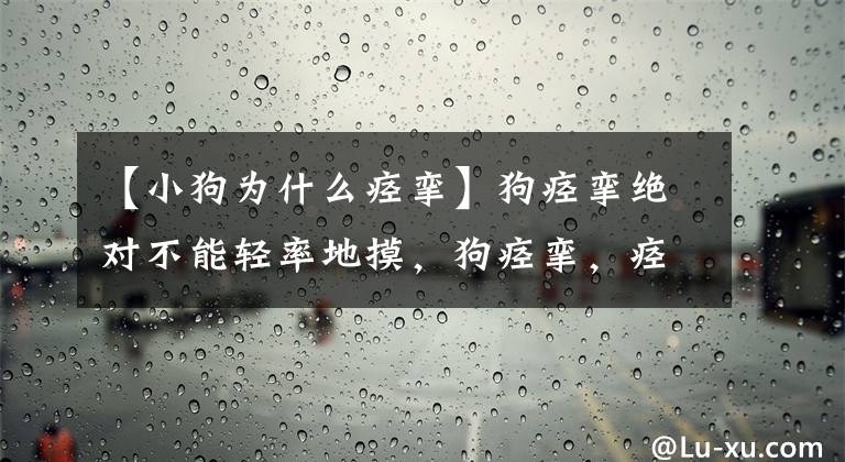 【小狗为什么痉挛】狗痉挛绝对不能轻率地摸，狗痉挛，痉挛应急措施