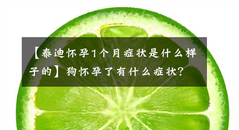 【泰迪怀孕1个月症状是什么样子的】狗怀孕了有什么症状?