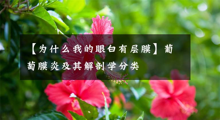 【为什么我的眼白有层膜】葡萄膜炎及其解剖学分类
