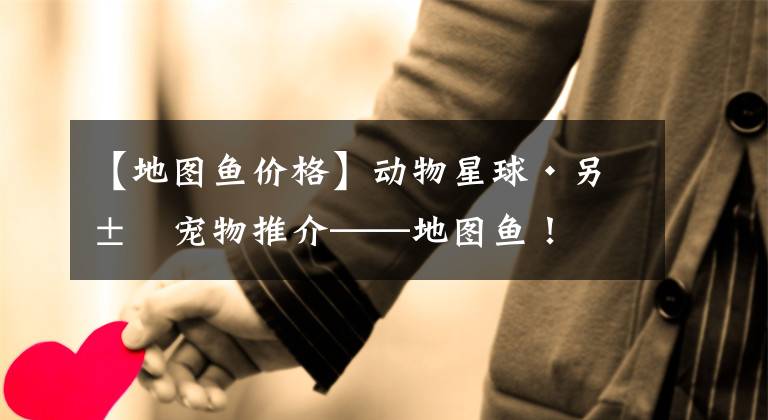 【地图鱼价格】动物星球·另类宠物推介——地图鱼！