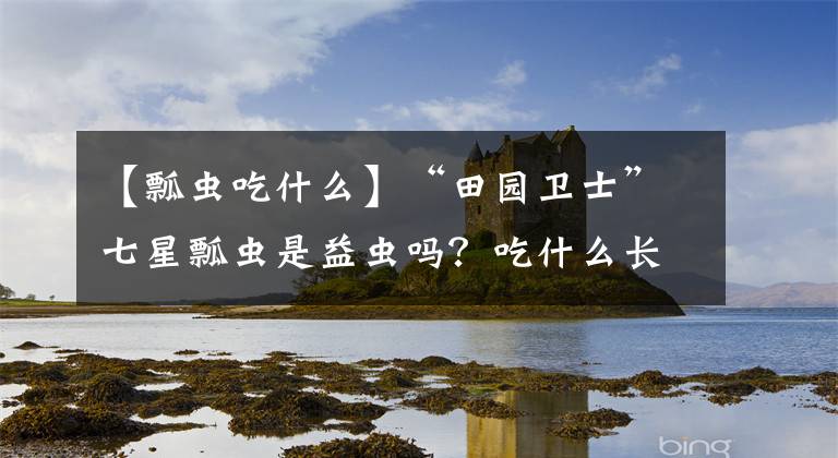 【瓢虫吃什么】“田园卫士”七星瓢虫是益虫吗？吃什么长大的？咬人有毒吗？