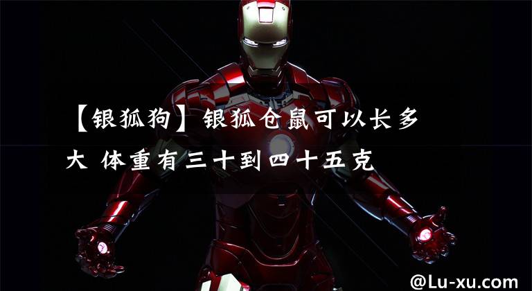 【银狐狗】银狐仓鼠可以长多大 体重有三十到四十五克