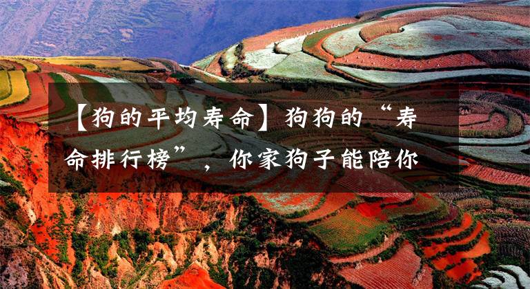 【狗的平均寿命】狗狗的“寿命排行榜”,你家狗子能陪你多久?