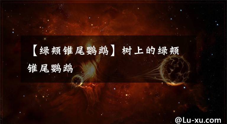 【绿颊锥尾鹦鹉】树上的绿颊锥尾鹦鹉