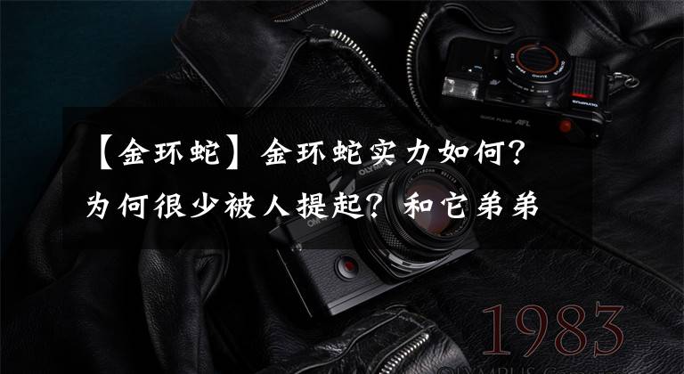 【金环蛇】金环蛇实力如何？为何很少被人提起？和它弟弟银环蛇相比谁更厉害