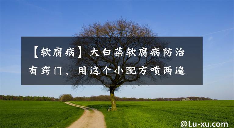 【软腐病】大白菜软腐病防治有窍门,用这个小配方喷两遍就能解决问题