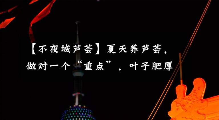 【不夜城芦荟】夏天养芦荟，做对一个“重点”，叶子肥厚，憋出一圈“小崽子”