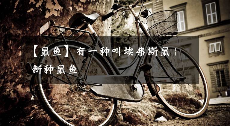 【鼠鱼】有一种叫埃弗斯鼠 | 新种鼠鱼