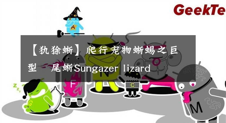 【犰狳蜥】爬行宠物蜥蜴之巨型環尾蜥Sungazer lizard