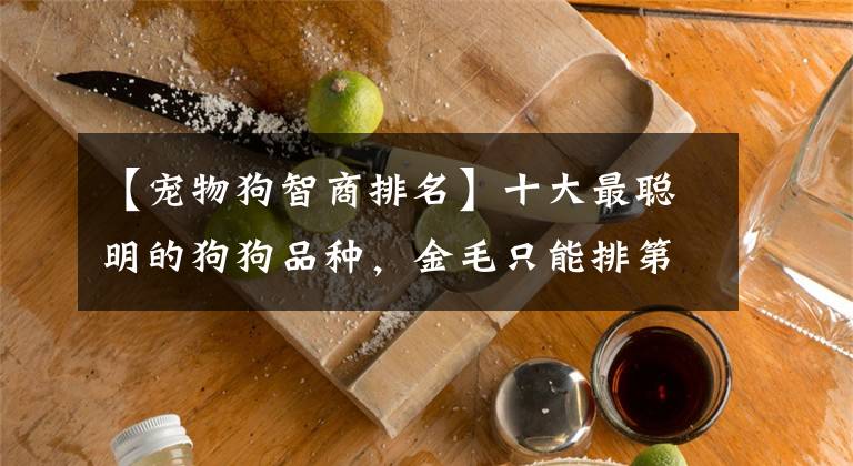 【宠物狗智商排名】十大最聪明的狗狗品种,金毛只能排第十!