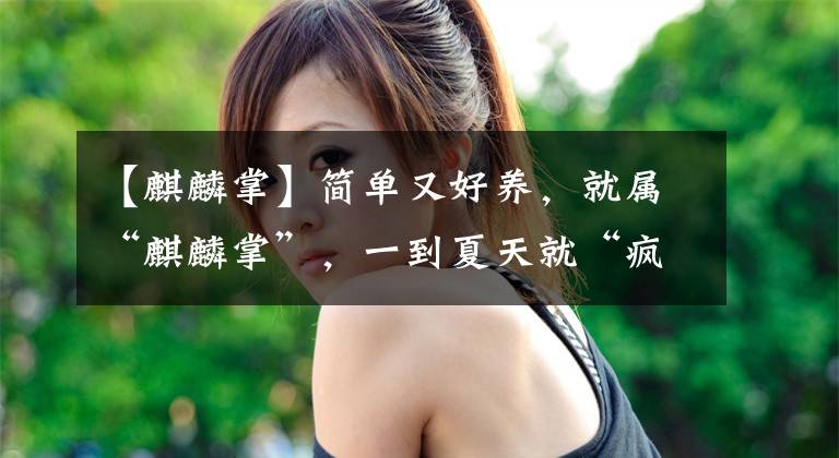 【麒麟掌】简单又好养，就属“麒麟掌”，一到夏天就“疯长”