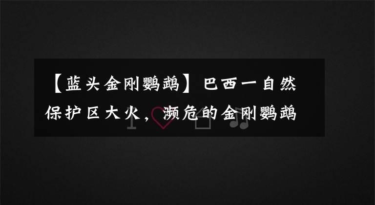 【蓝头金刚鹦鹉】巴西一自然保护区大火,濒危的金刚鹦鹉将何去何从