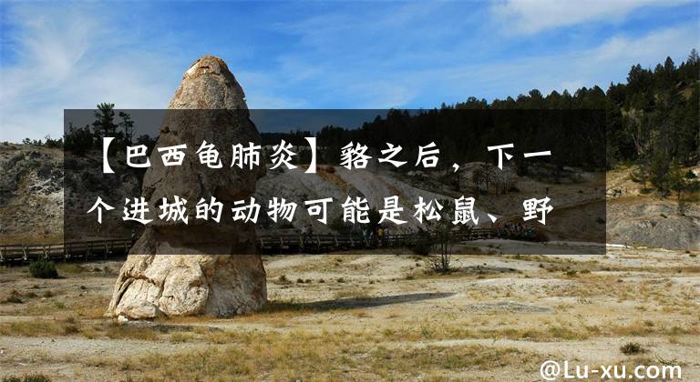 【巴西龟肺炎】貉之后,下一个进城的动物可能是松鼠、野猪