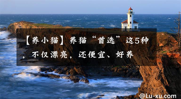 【养小猫】养猫“首选”这5种，不仅漂亮，还便宜、好养