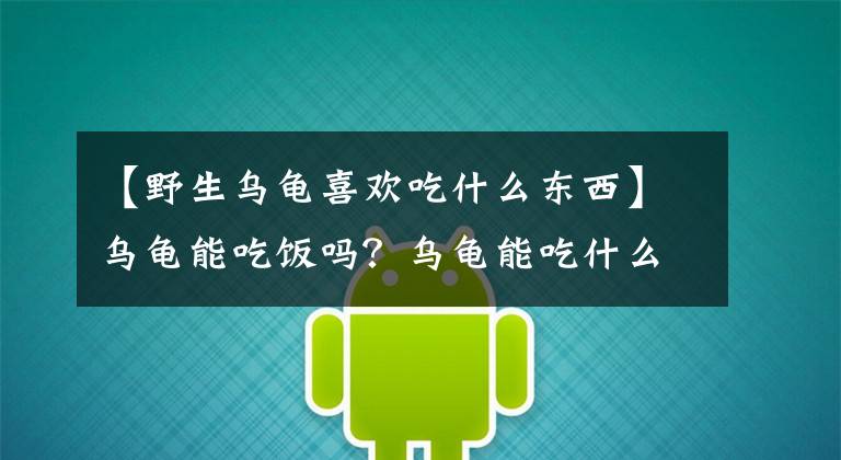 【野生乌龟喜欢吃什么东西】乌龟能吃饭吗？乌龟能吃什么？