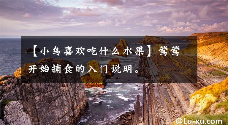 【小鸟喜欢吃什么水果】莺莺开始捕食的入门说明。