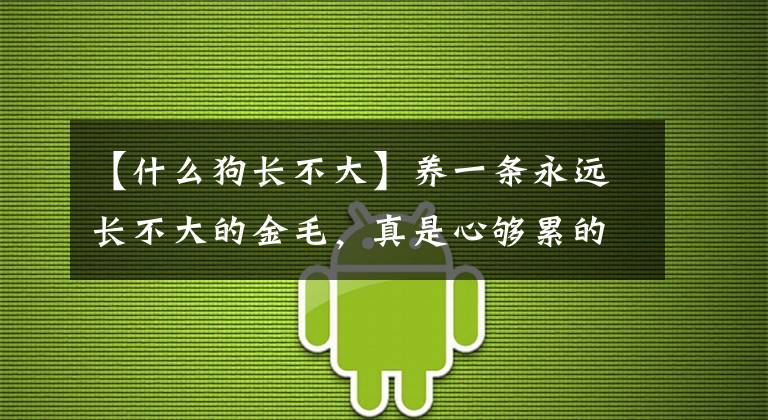 【什么狗长不大】养一条永远长不大的金毛,真是心够累的!