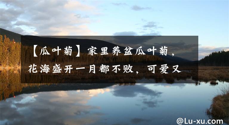 【瓜叶菊】家里养盆瓜叶菊,花海盛开一月都不败,可爱又养眼!