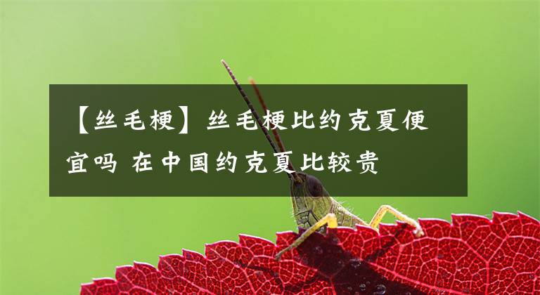 【丝毛梗】丝毛梗比约克夏便宜吗 在中国约克夏比较贵