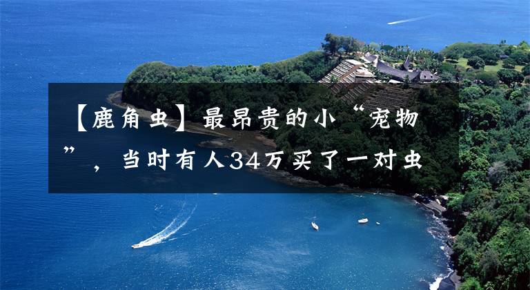【鹿角虫】最昂贵的小“宠物”,当时有人34万买了一对虫