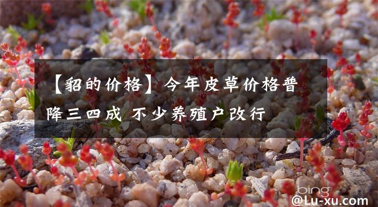 【貂的价格】今年皮草价格普降三四成 不少养殖户改行
