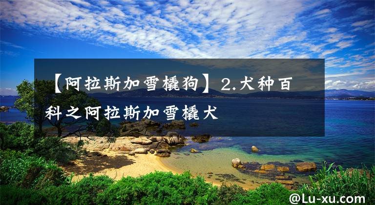 【阿拉斯加雪橇狗】2.犬种百科之阿拉斯加雪橇犬
