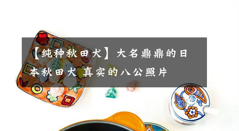 【纯种秋田犬】大名鼎鼎的日本秋田犬 真实的八公照片