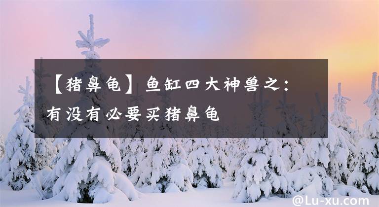 【猪鼻龟】鱼缸四大神兽之：有没有必要买猪鼻龟