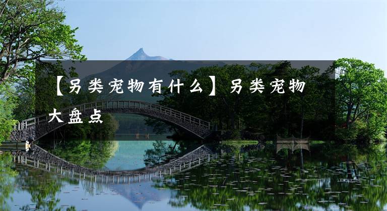 【另类宠物有什么】另类宠物大盘点