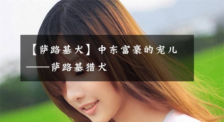 【萨路基犬】中东富豪的宠儿——萨路基猎犬