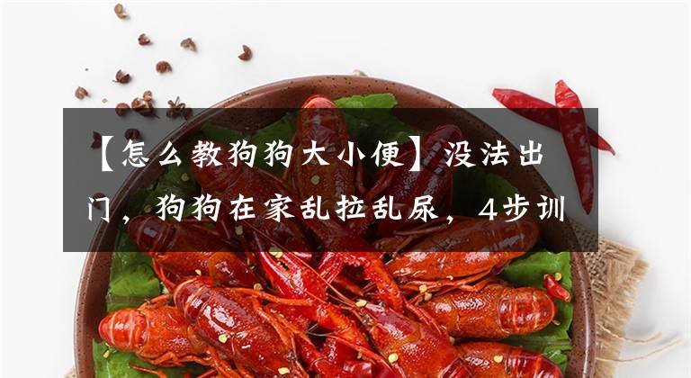 【怎么教狗狗大小便】没法出门，狗狗在家乱拉乱尿，4步训练狗狗乖乖上厕所