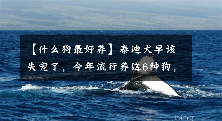 【什么狗最好养】泰迪犬早该失宠了,今年流行养这6种狗,好养又不贵