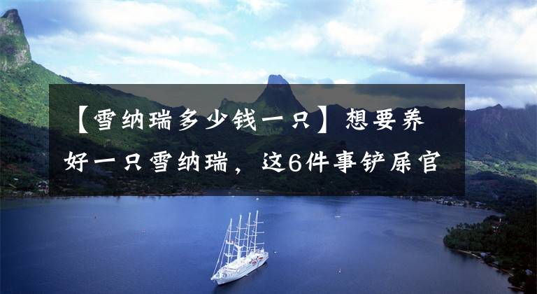 【雪纳瑞多少钱一只】想要养好一只雪纳瑞,这6件事铲屎官最好少做,不然无法挽回