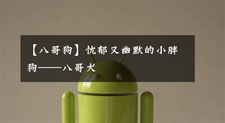 【八哥狗】忧郁又幽默的小胖狗——八哥犬