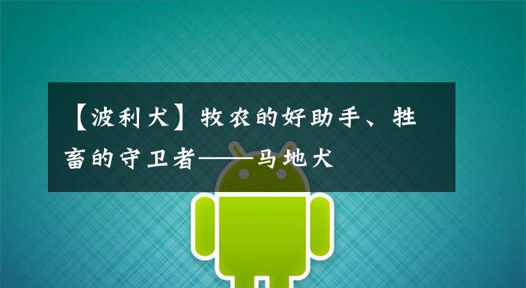 【波利犬】牧农的好助手、牲畜的守卫者——马地犬