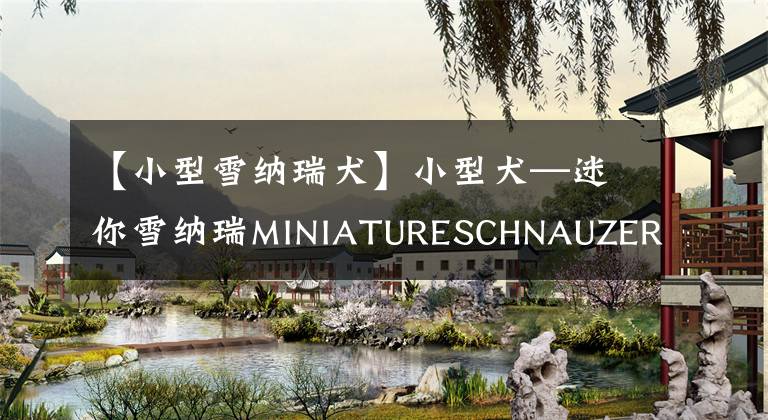 【小型雪纳瑞犬】小型犬—迷你雪纳瑞MINIATURESCHNAUZER