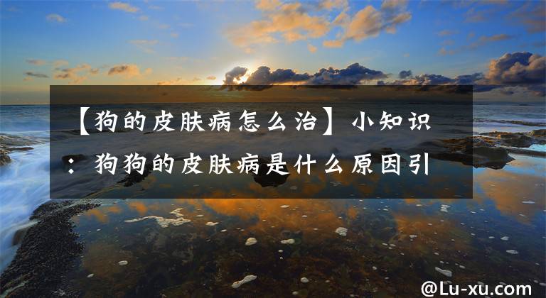 【狗的皮肤病怎么治】小知识：狗狗的皮肤病是什么原因引起的，何如治疗？