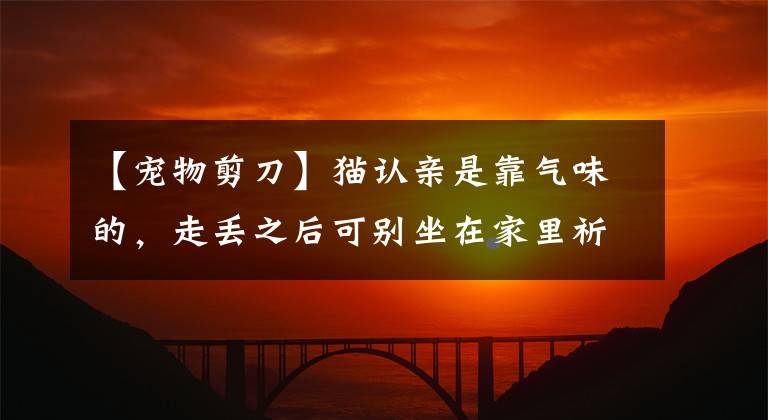【宠物剪刀】猫认亲是靠气味的,走丢之后可别坐在家里祈祷剪刀大法出奇迹了