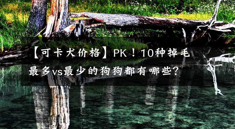 【可卡犬价格】PK！10种掉毛最多vs最少的狗狗都有哪些？