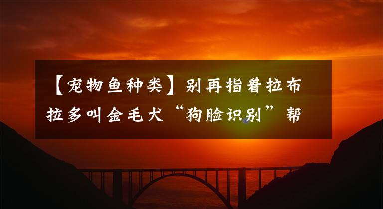 【宠物鱼种类】别再指着拉布拉多叫金毛犬“狗脸识别”帮你认清狗子品种