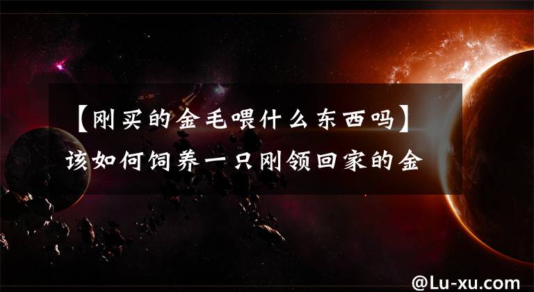 【刚买的金毛喂什么东西吗】该如何饲养一只刚领回家的金毛幼犬